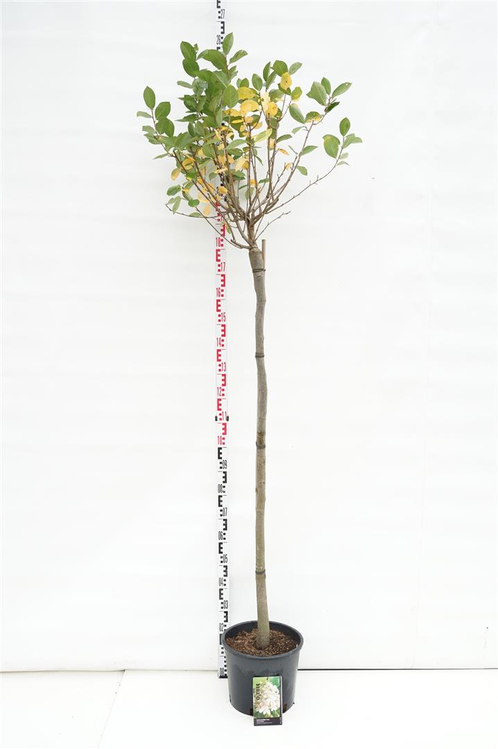 Aronia prun. &