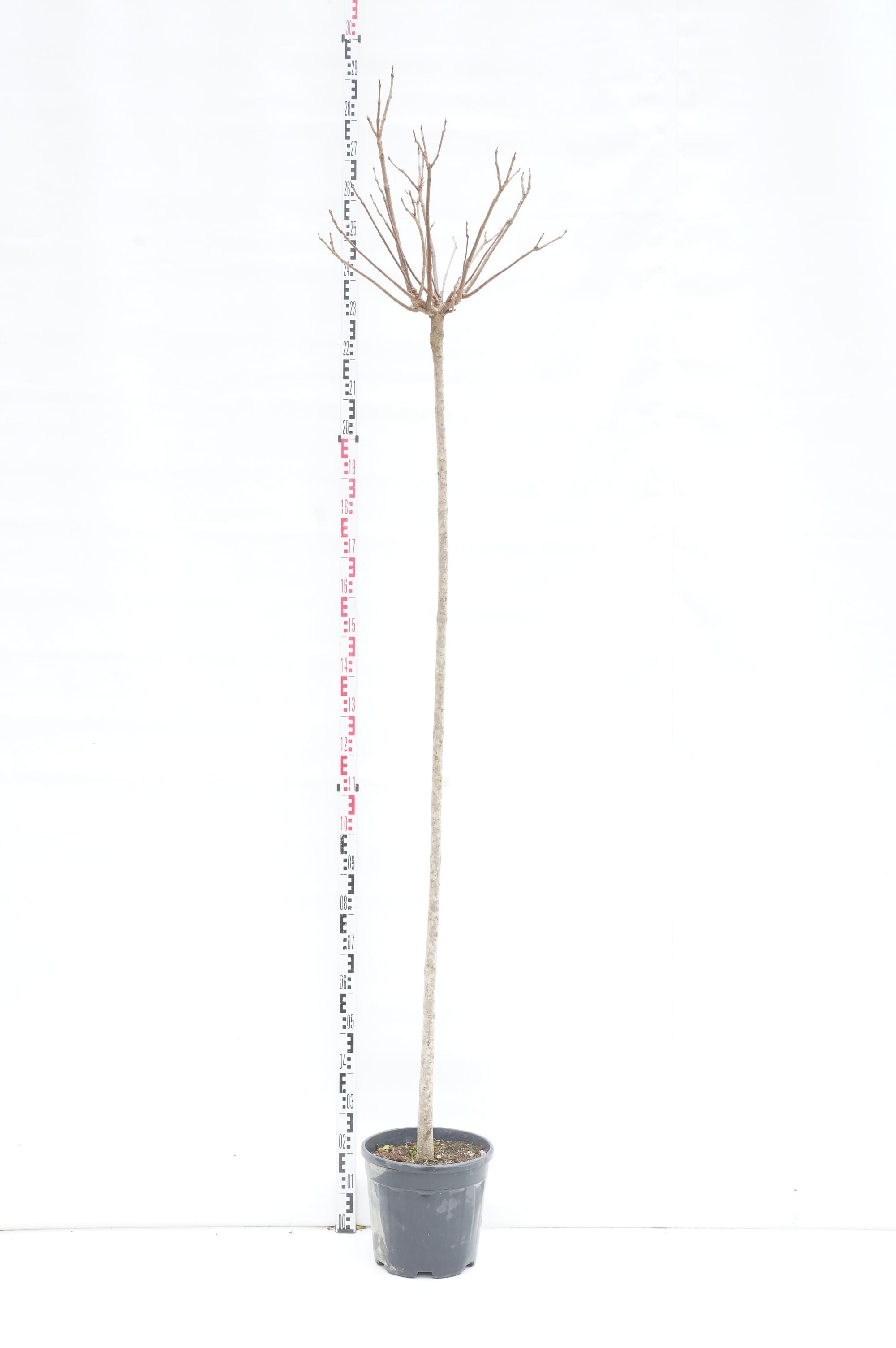 Trumpetträd bungei - 200 CM ST 6-8CM C20