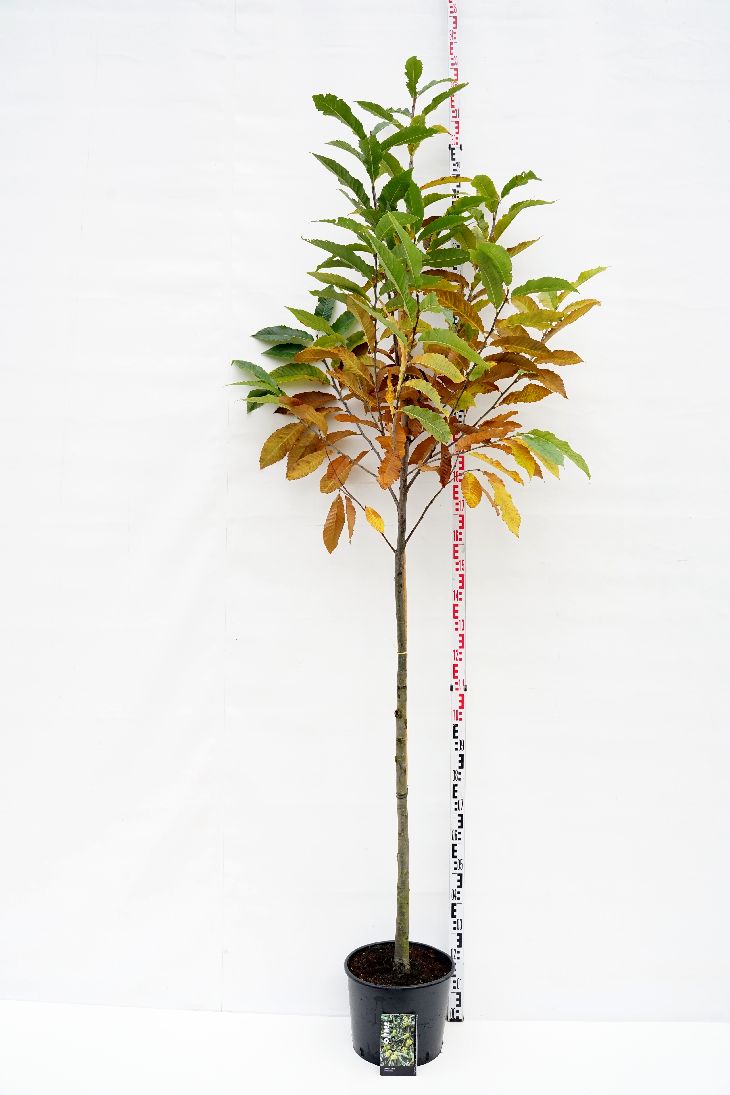 Äkta kastanj sativa - 8-10CM STANDARD C15
