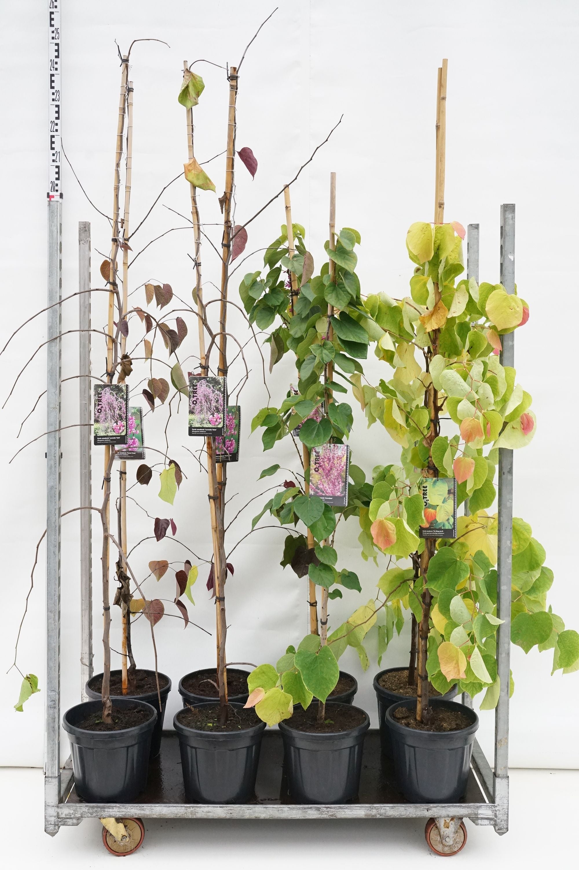 Judasträd in cultivars - MIX CC