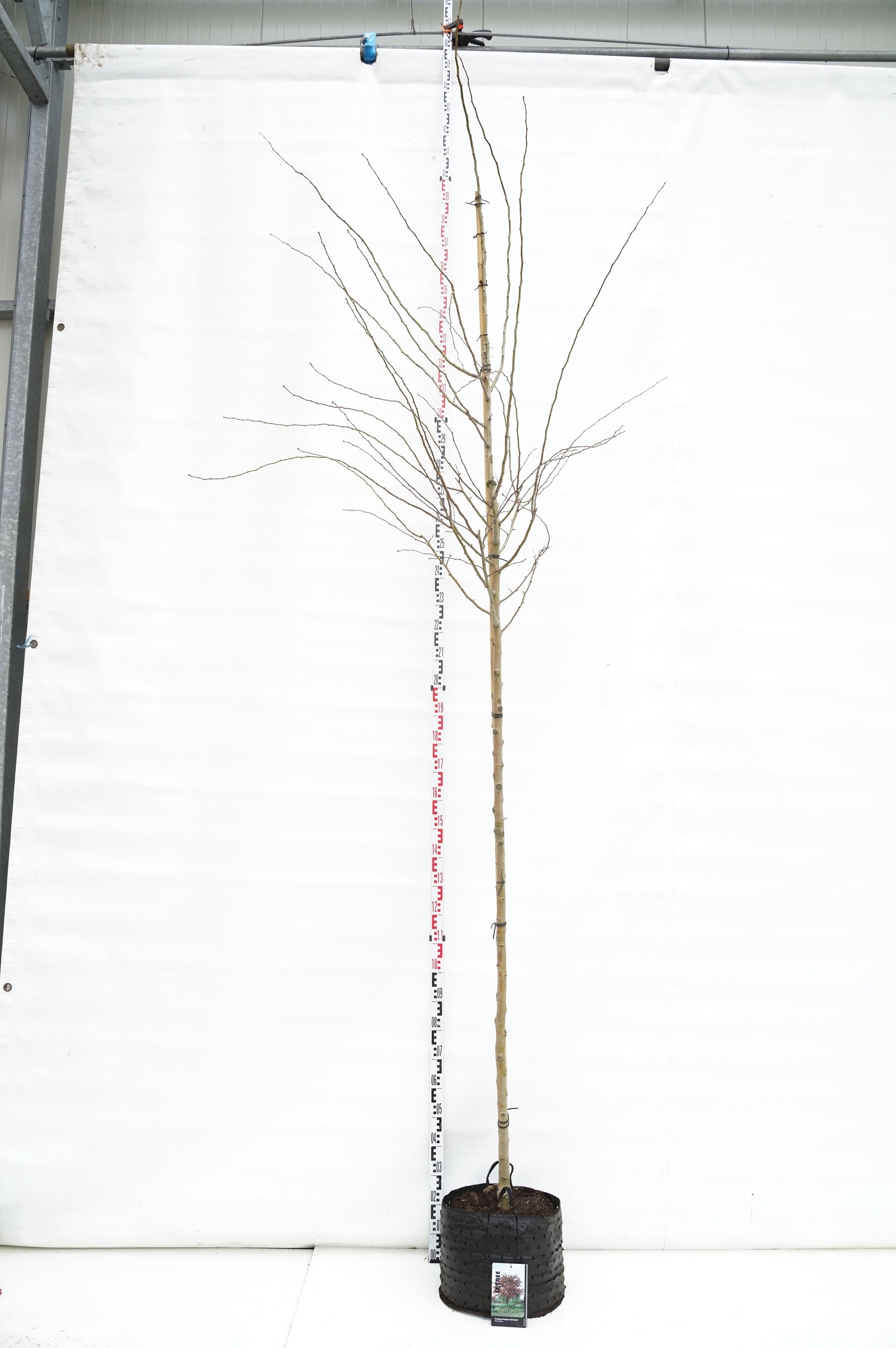 Hagtorn media &