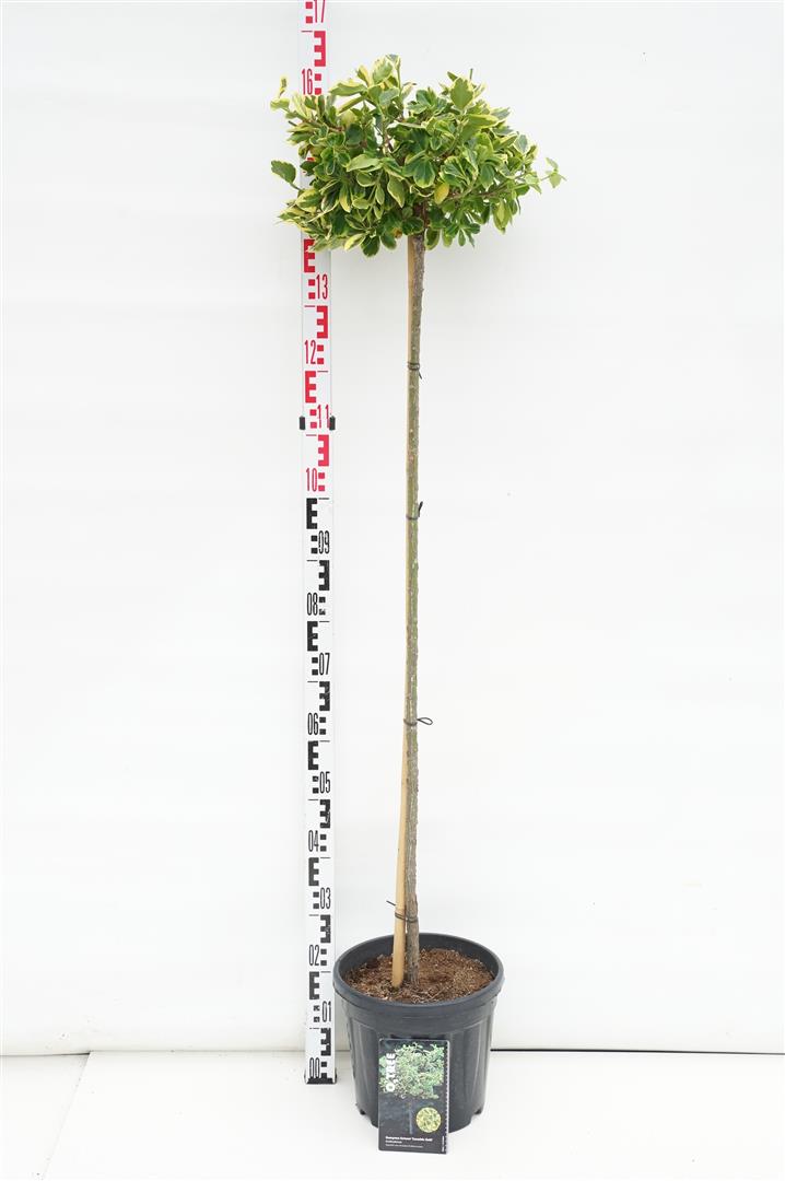 Euonymus fortunei &