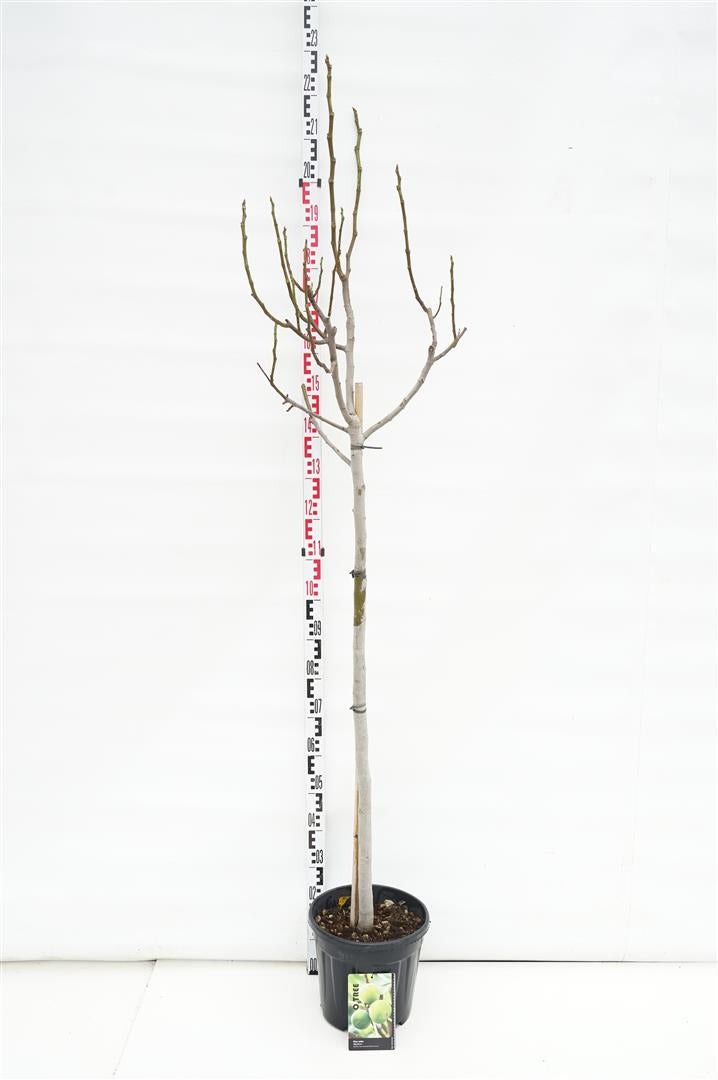 Fikon carica - 120 CM STEM C10