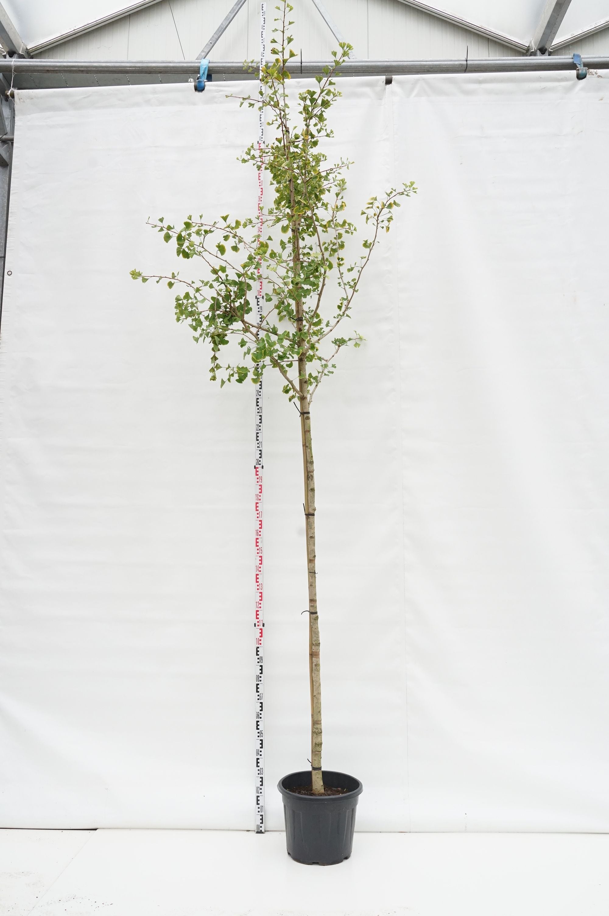Ginkgo biloba 10-12 cm stam, C25 (25 liters kruka)