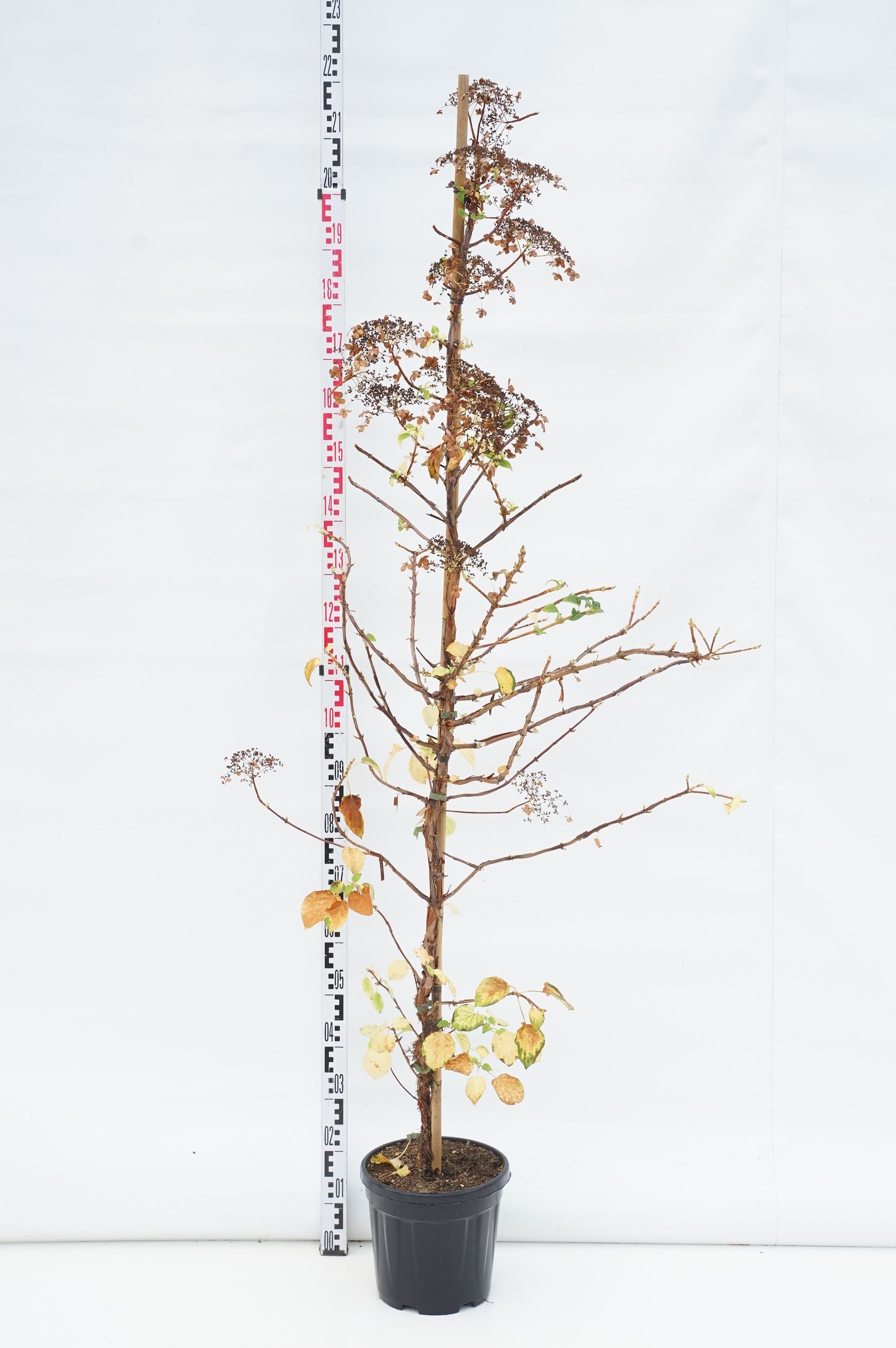 Hortensia anomala petiolaris - C10 175-200 CM