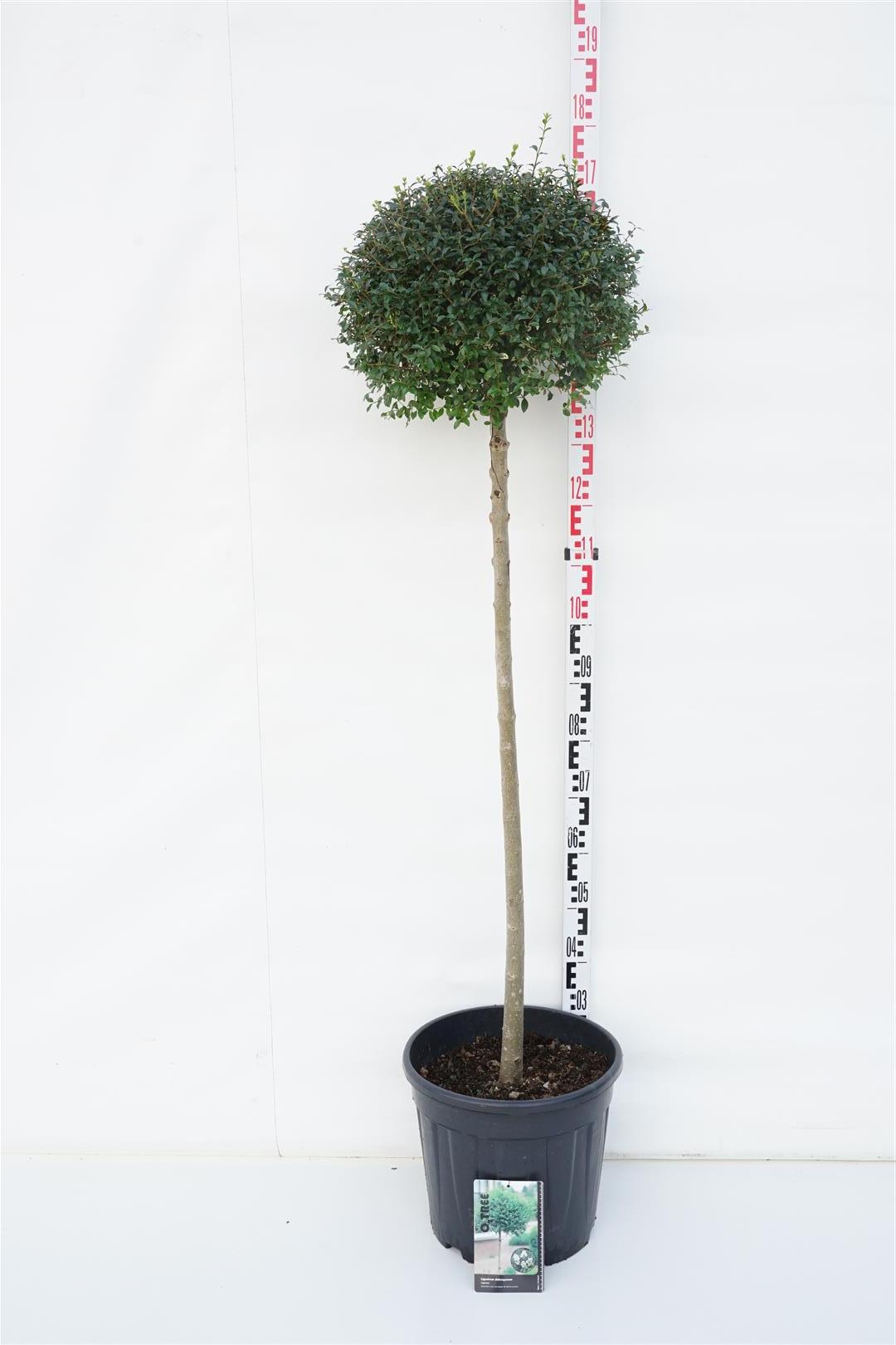 Liguster delavayanum - 120 CM STEM C25