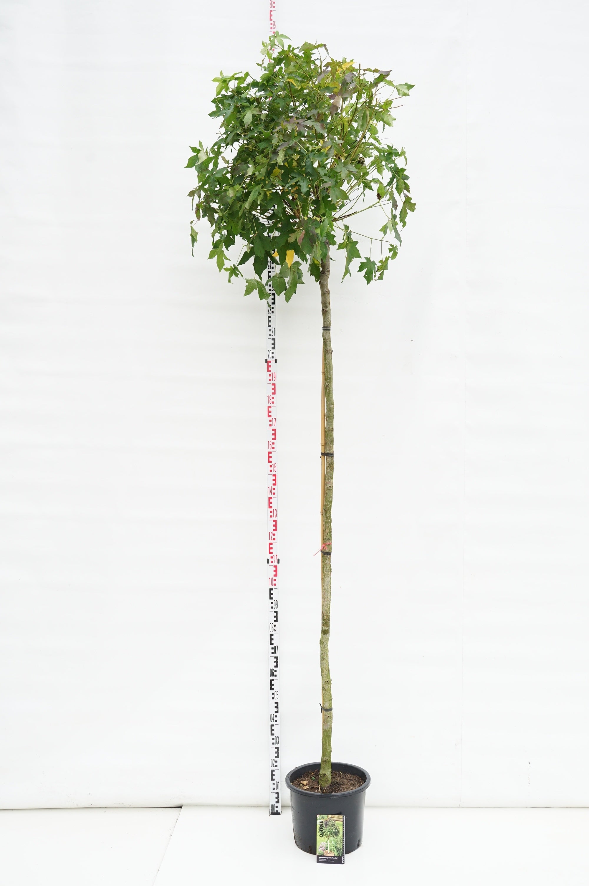 Liquidambar st. &