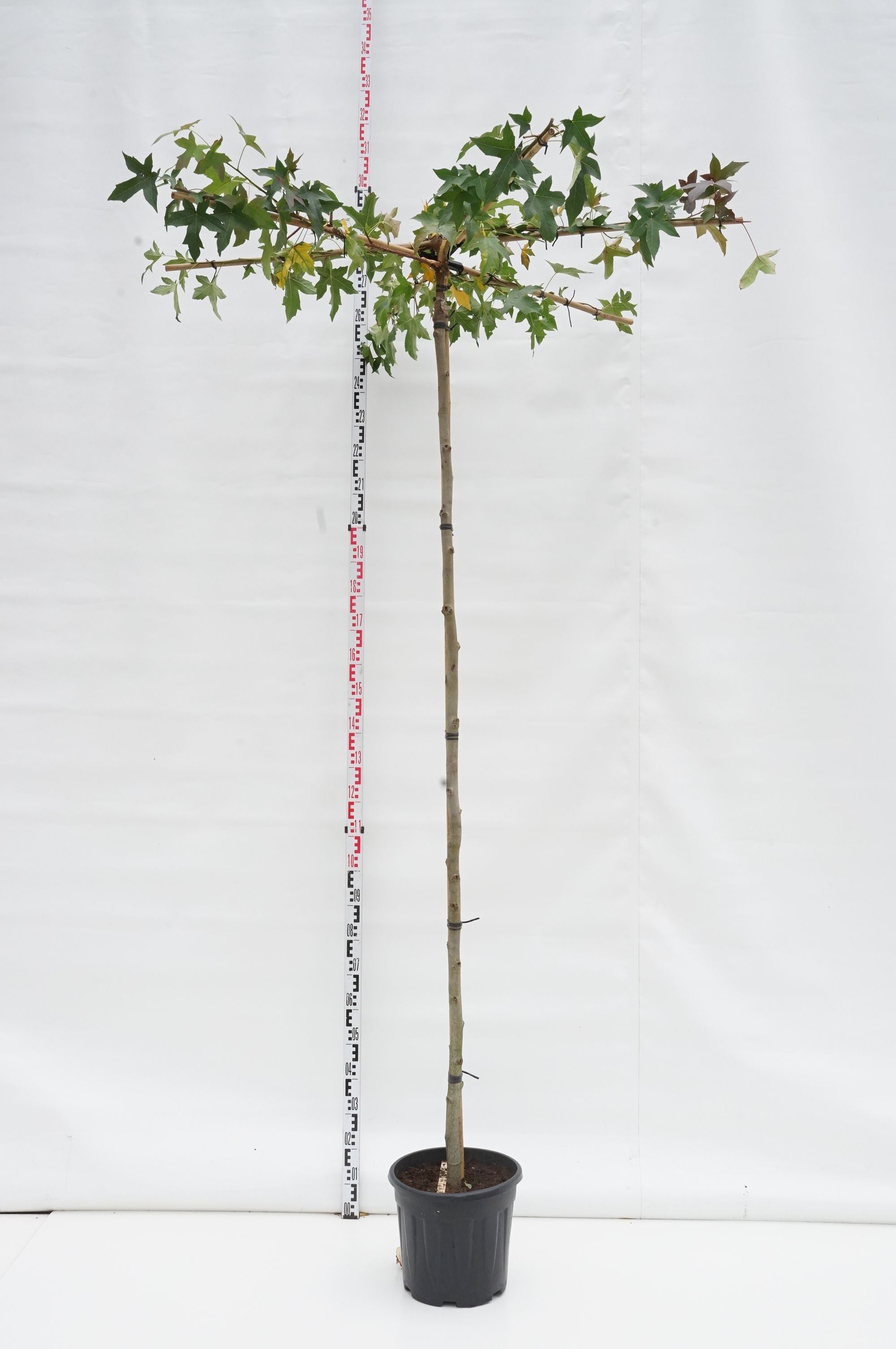 Liquidambar styraciflua (Takformad) 240 cm ST 18-20 C90 (90 liters kruka)