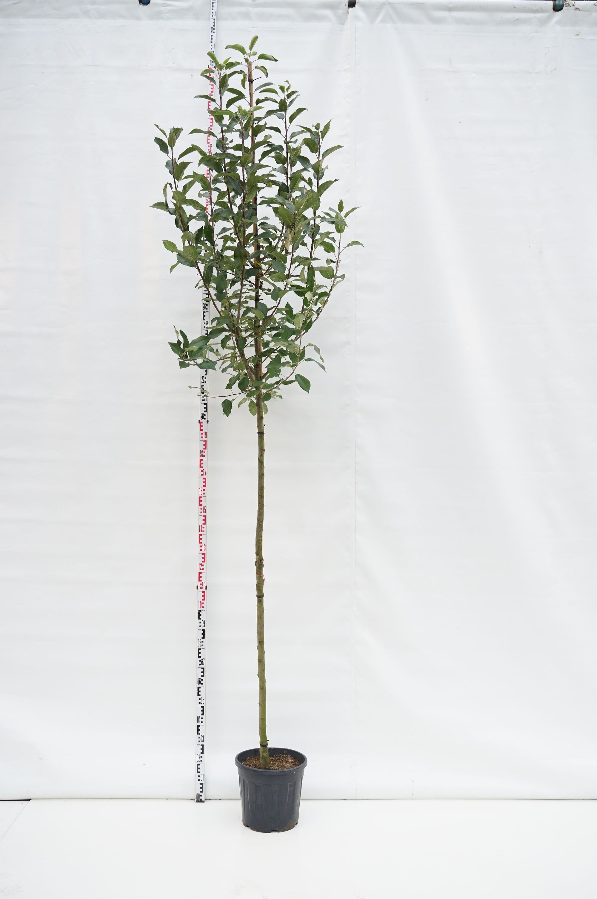 Äpple domestica - 10-12 CM STAND C20