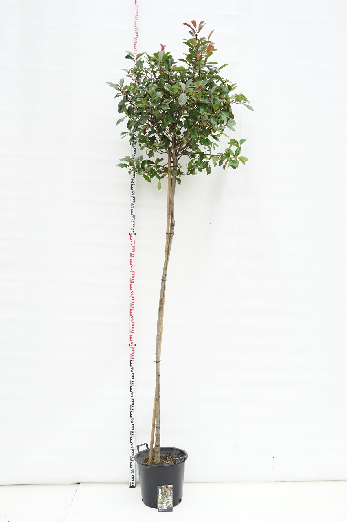 Photinia fraseri &
