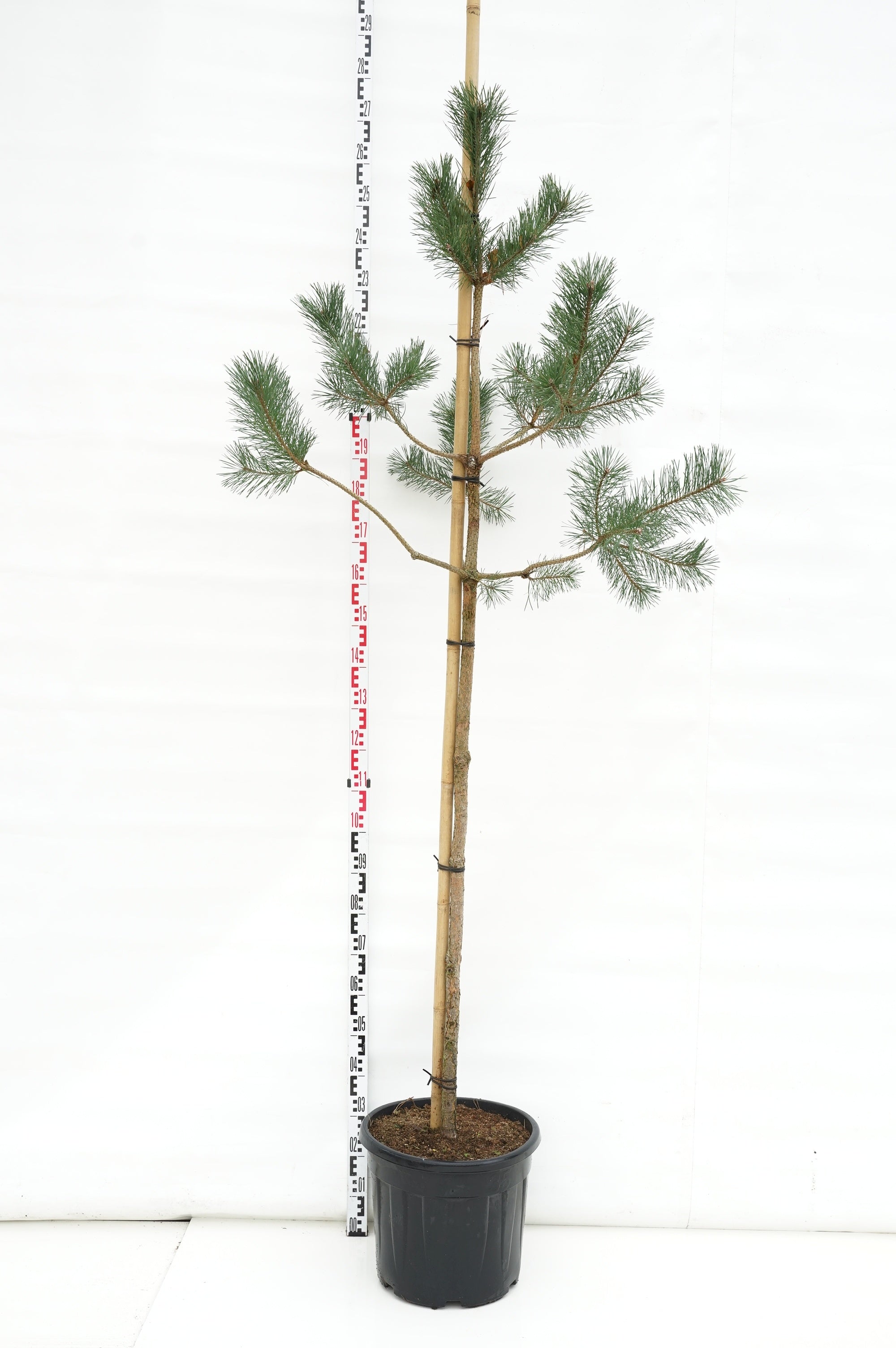 Tall sylvestris - 8-10CM STANDARD C35