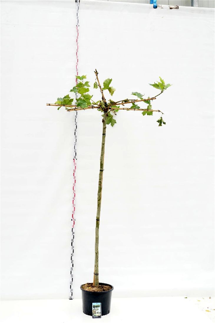 Platan hispanica (roof) - 14-16 CM STAND C35