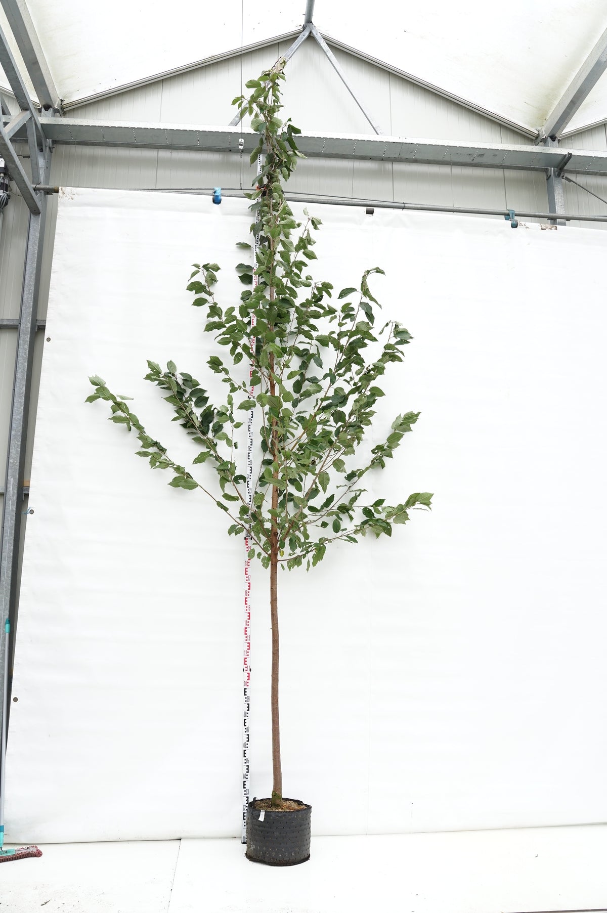 Prunus avium &