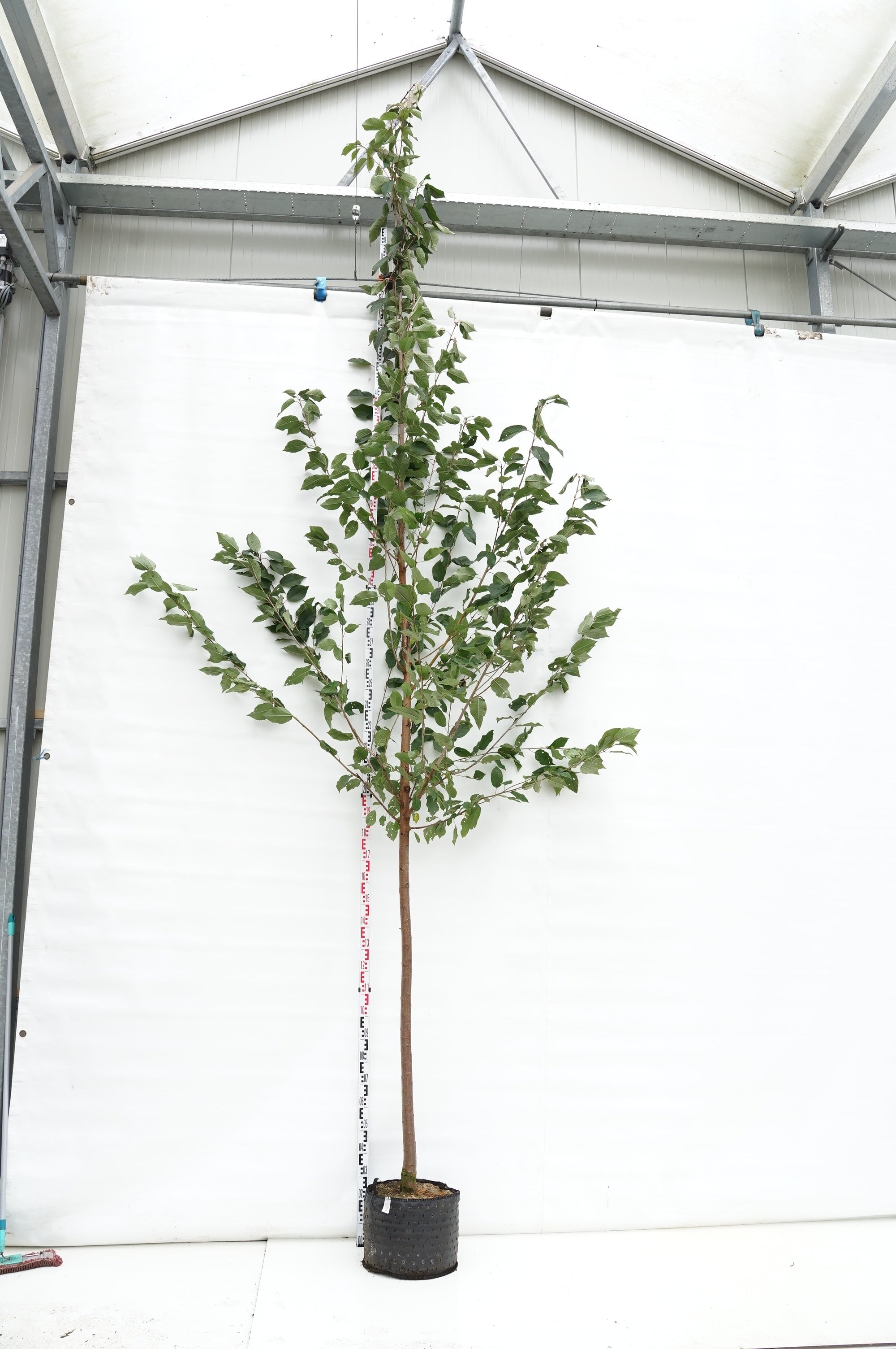 Prunus avium &