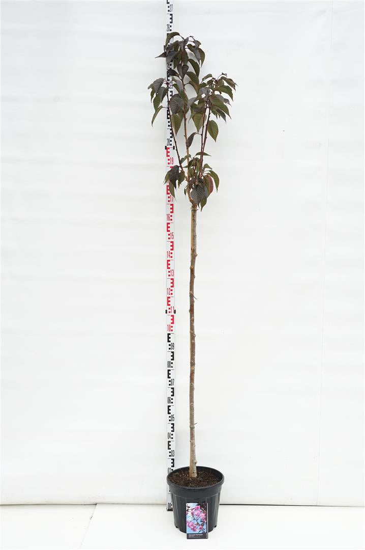 Prunus serr. &