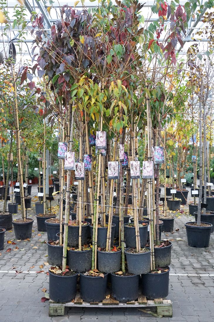 Körsbär in cultivars - MIXPALLET