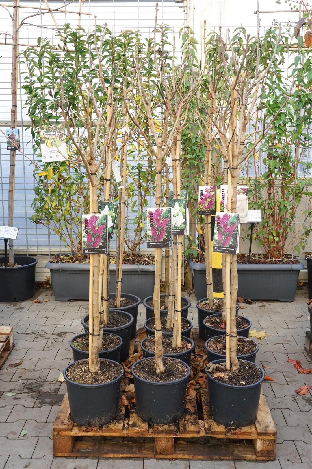 Syren vulgaris in cultivars - MIX CC STEMS