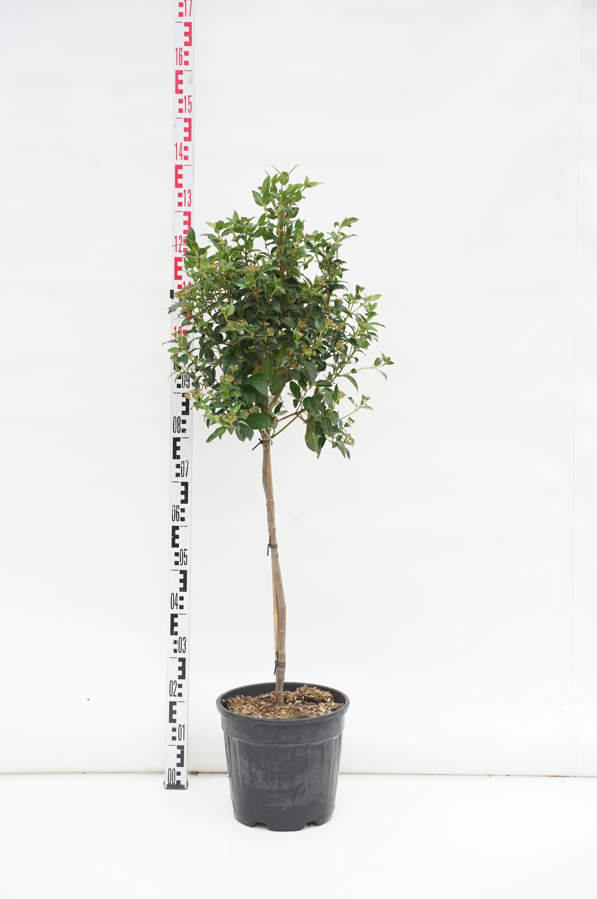 Olvon tinus - 100 CM STEM C15