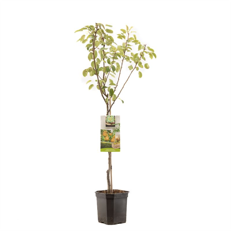 Pyrus communis &