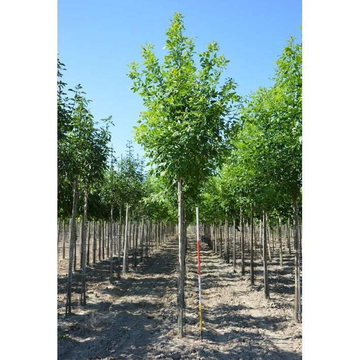Rödask - Fraxinus pennsylvanica 'Summit' - Stammens omkrets 16-18 cm, höjd 3,5-4 meter, HS,