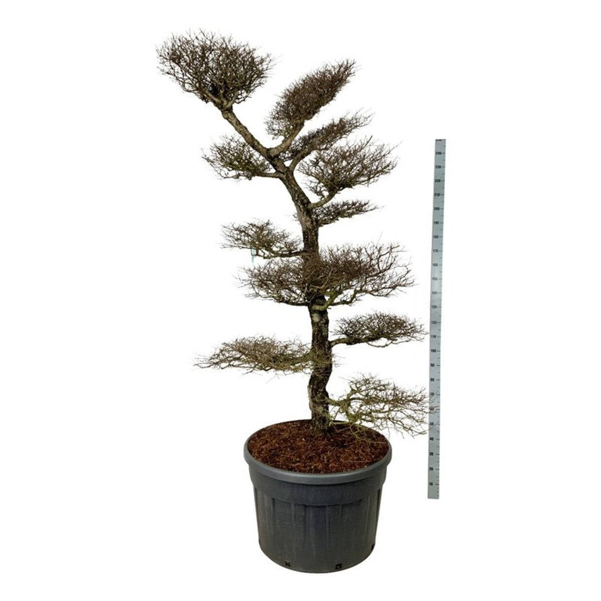 Nothofagus antarctica Bonsai 200-225 cm C230 (230 liters kruka)