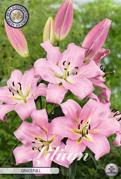 Orientalisk lilja-Lilium Oriental Gracefull – hel förpackningsbild med blomman, 2-pack. Från Svedberga Plantskola