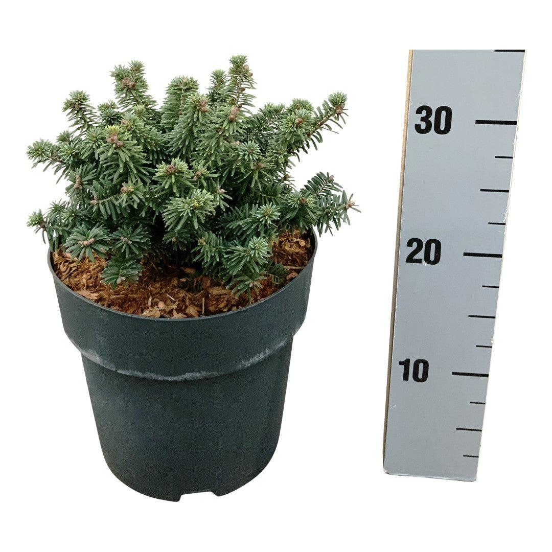 Abies balsamea &