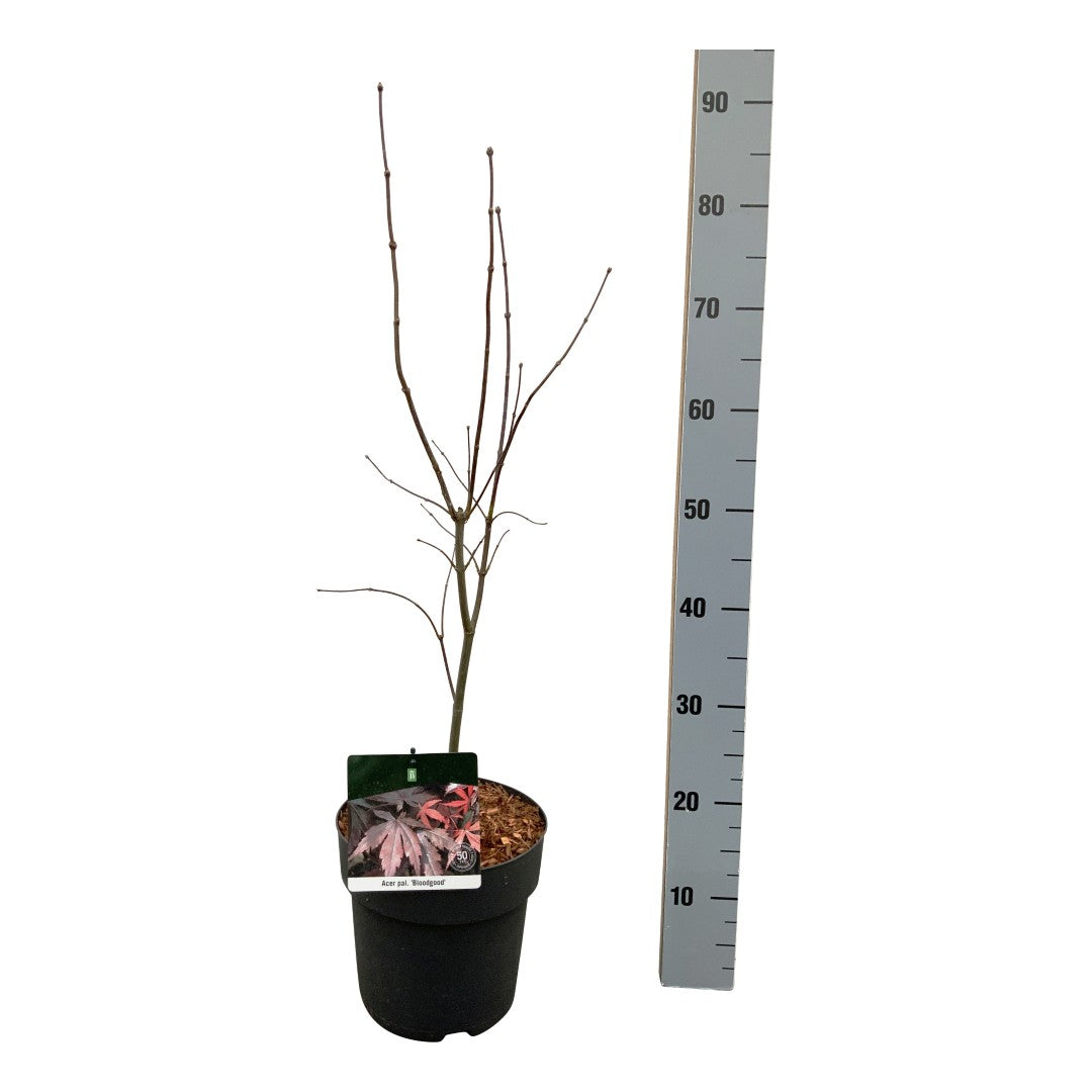Acer palmatum &