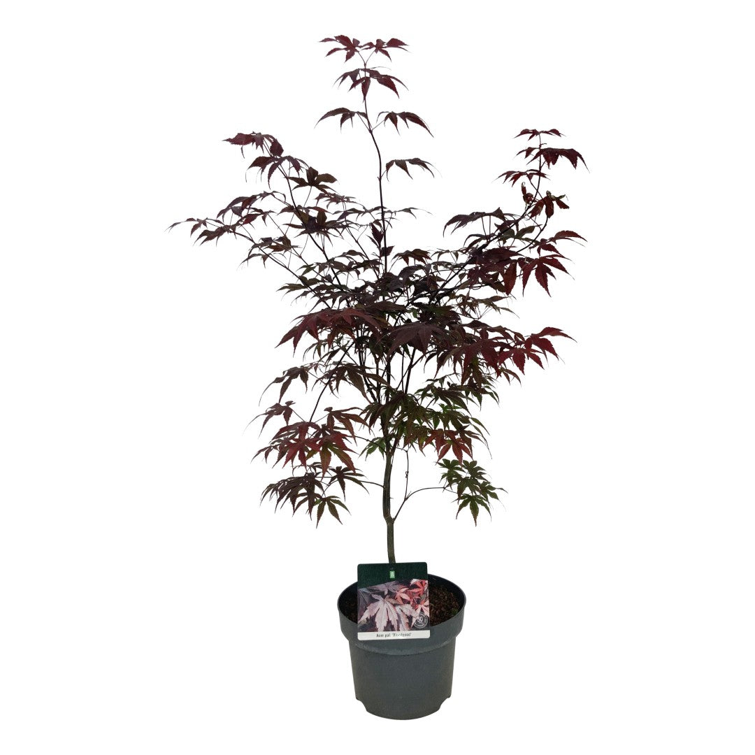Acer palmatum &