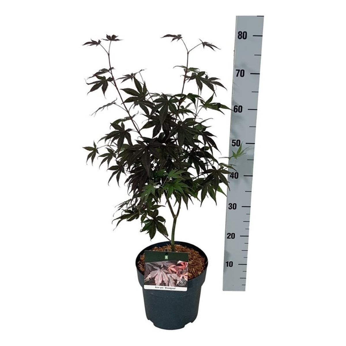 Acer palmatum &