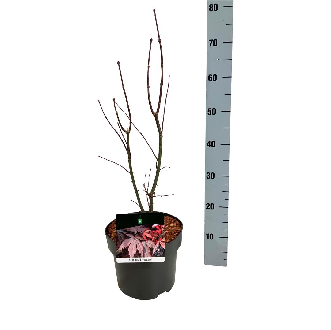 Acer palmatum &