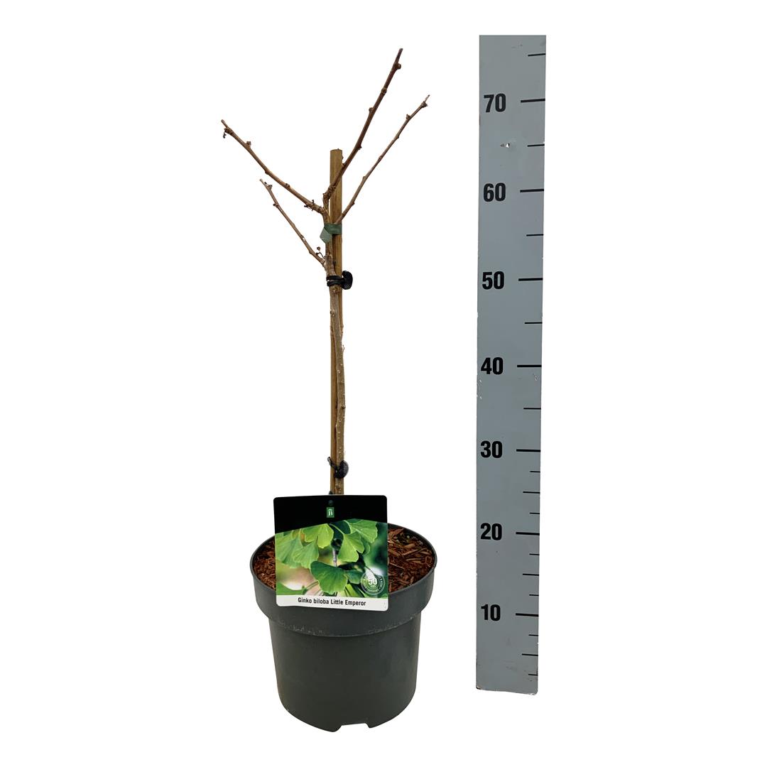 Ginkgo biloba &