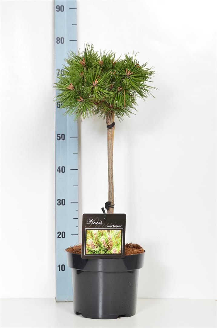 Tall mugo &