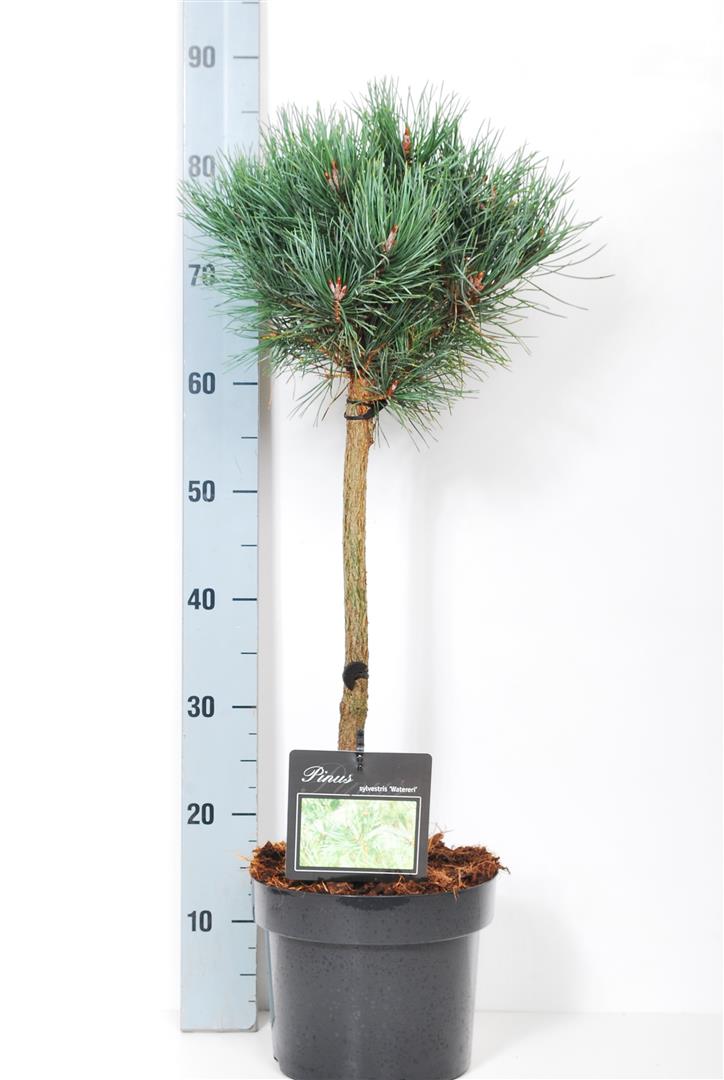 TW-2788260