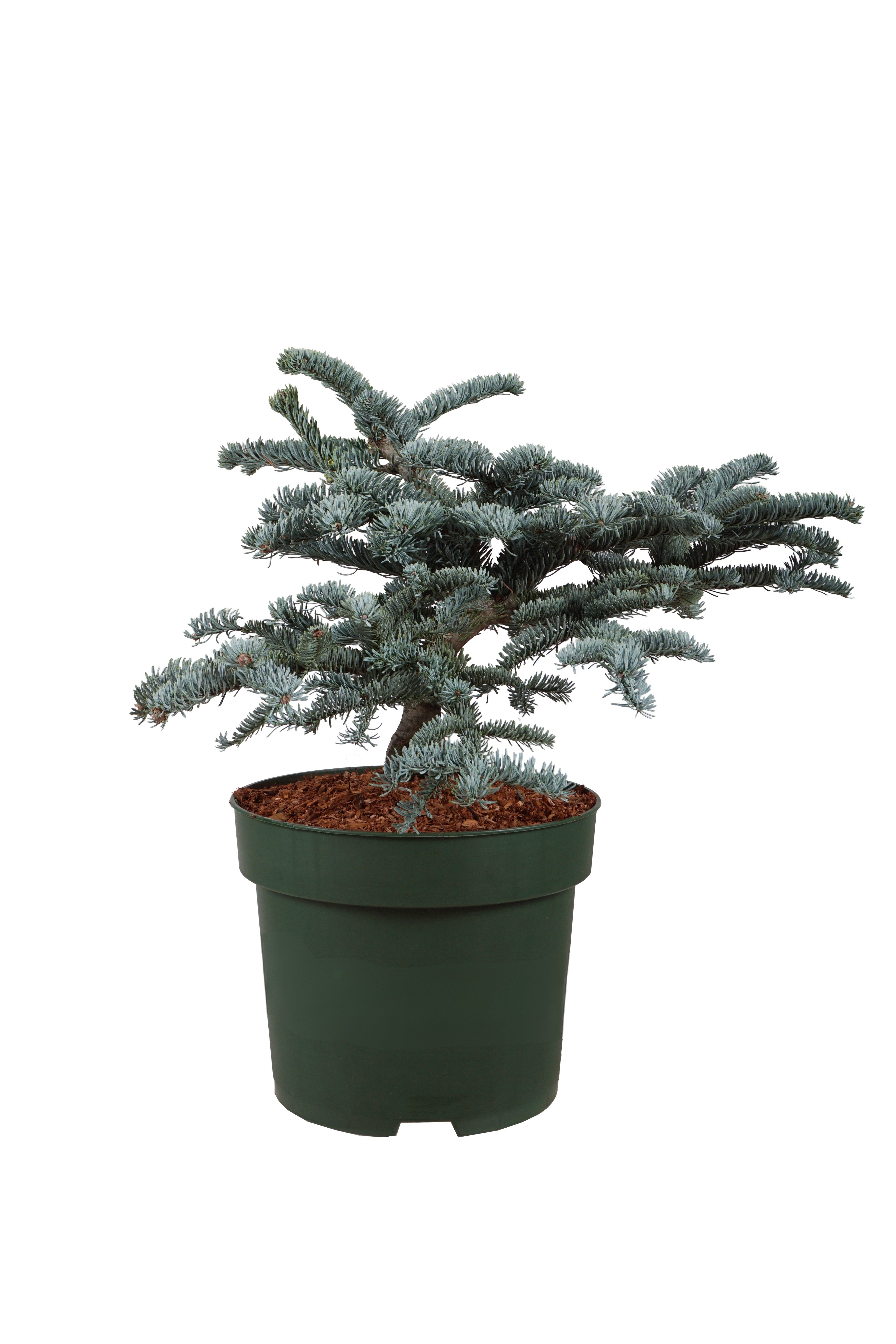Silvergran procera &