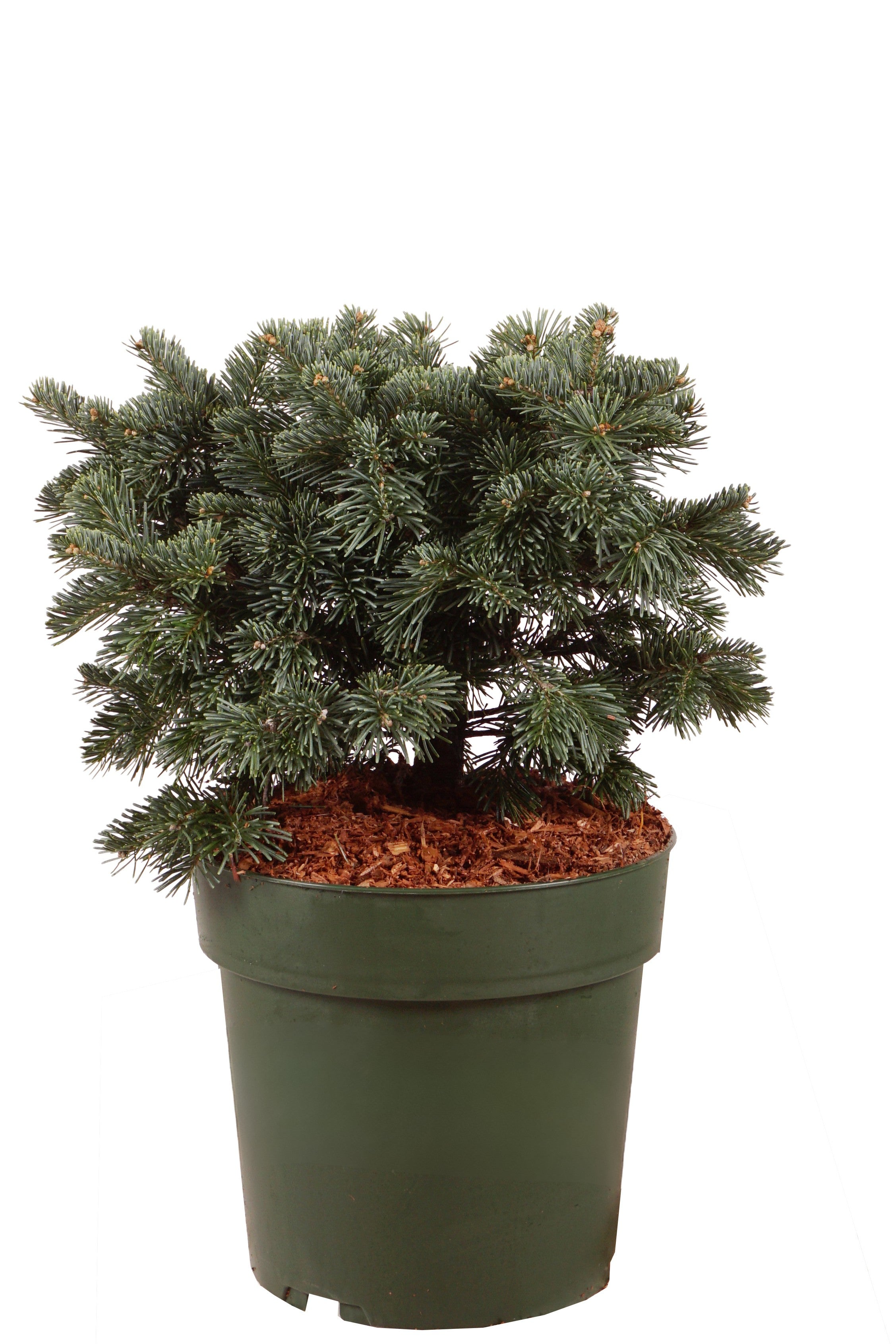 Silvergran lasiocarpa &
