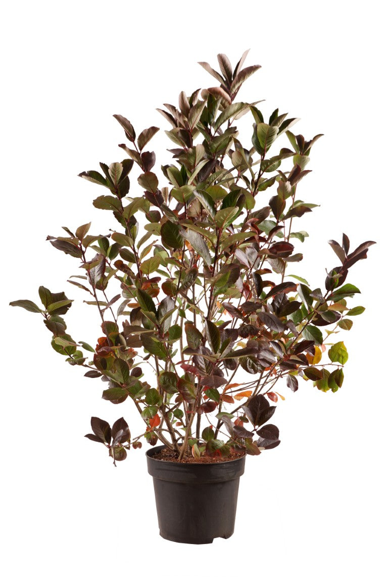 Aronia melanocarpa &