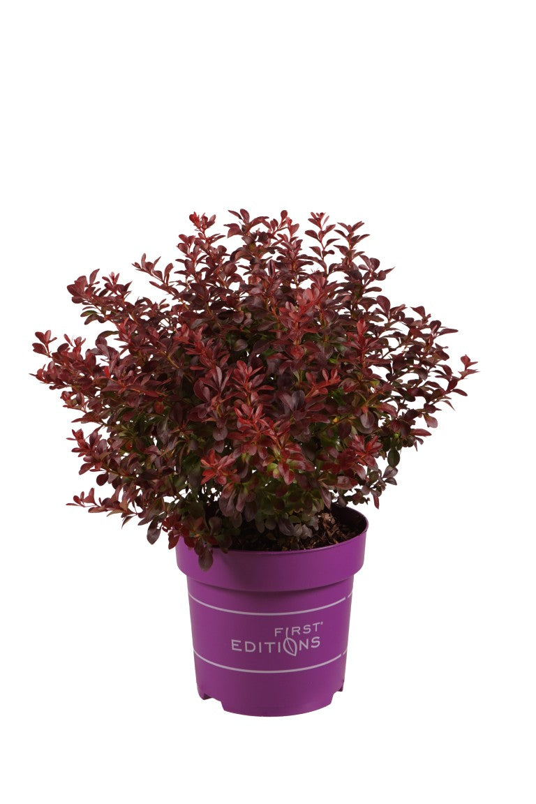 Berberis thunb. &