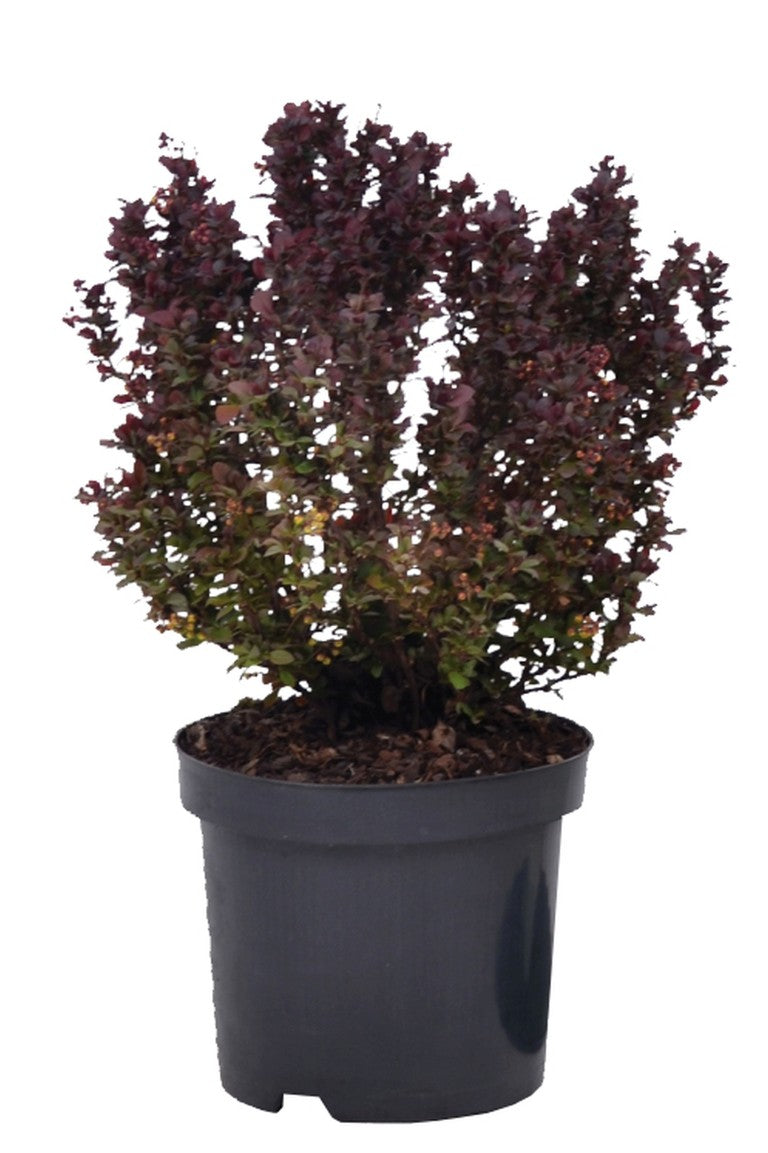 Berberis thunb. &