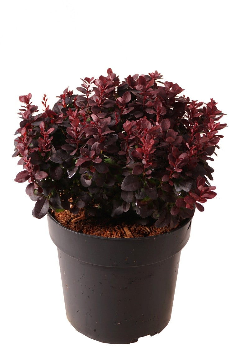 Berberis thunb. &