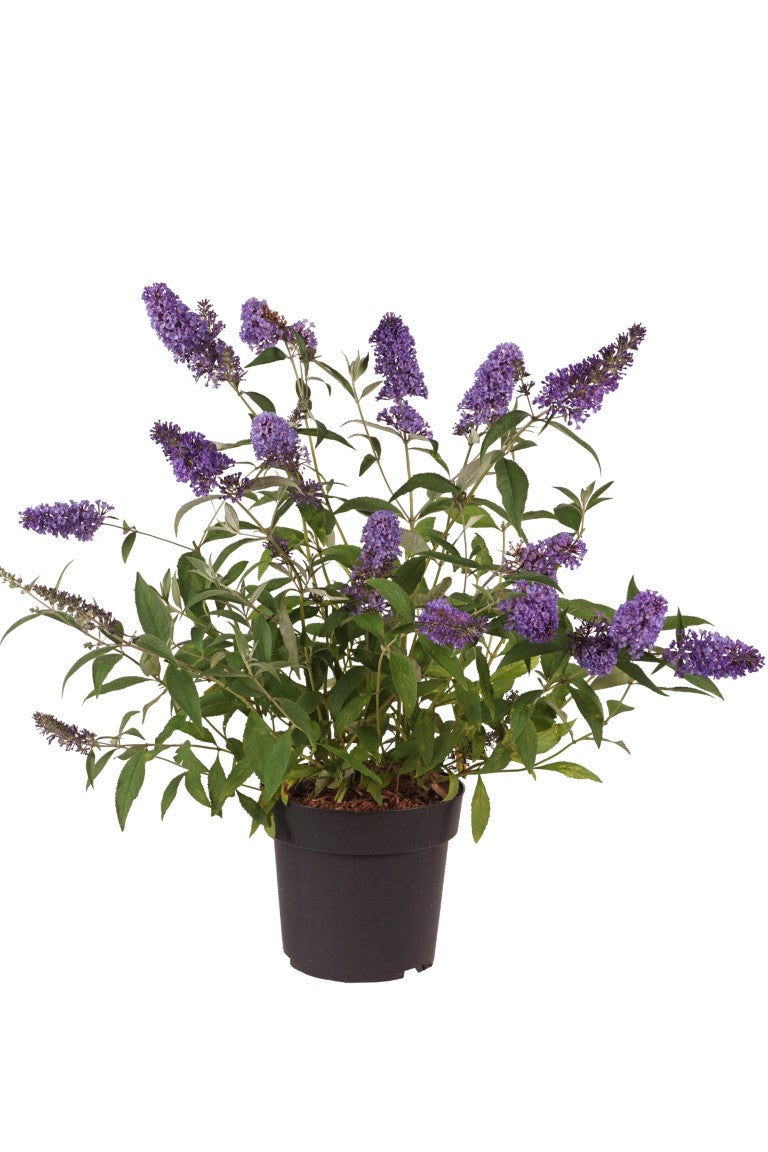 Syrenbuddleja d. &