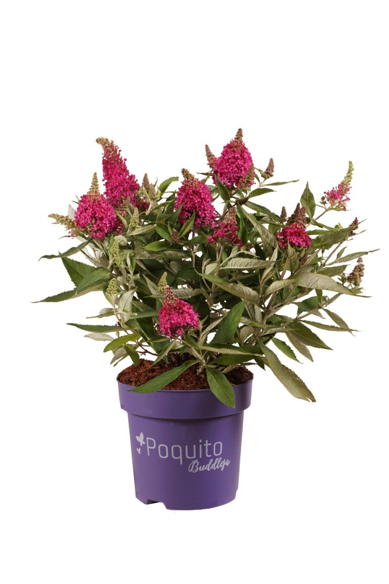 Syrenbuddleja d. &
