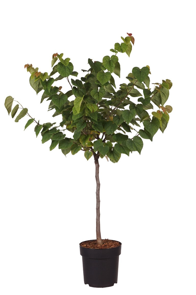 Judasträd can. &