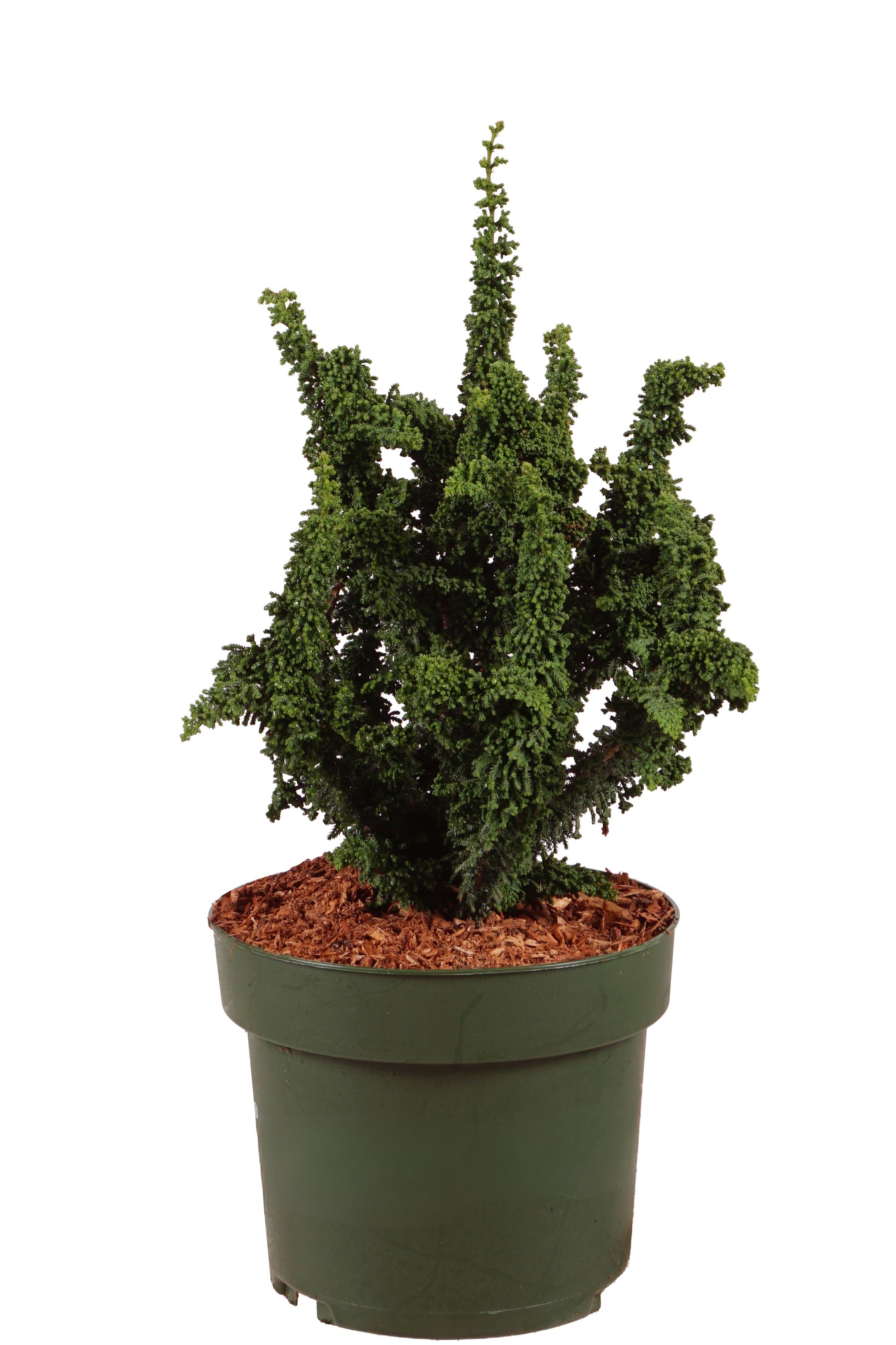 Ädelcypress o. &