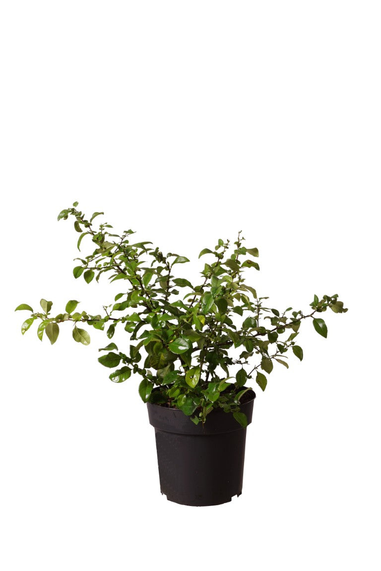 Chaenomeles spec. &