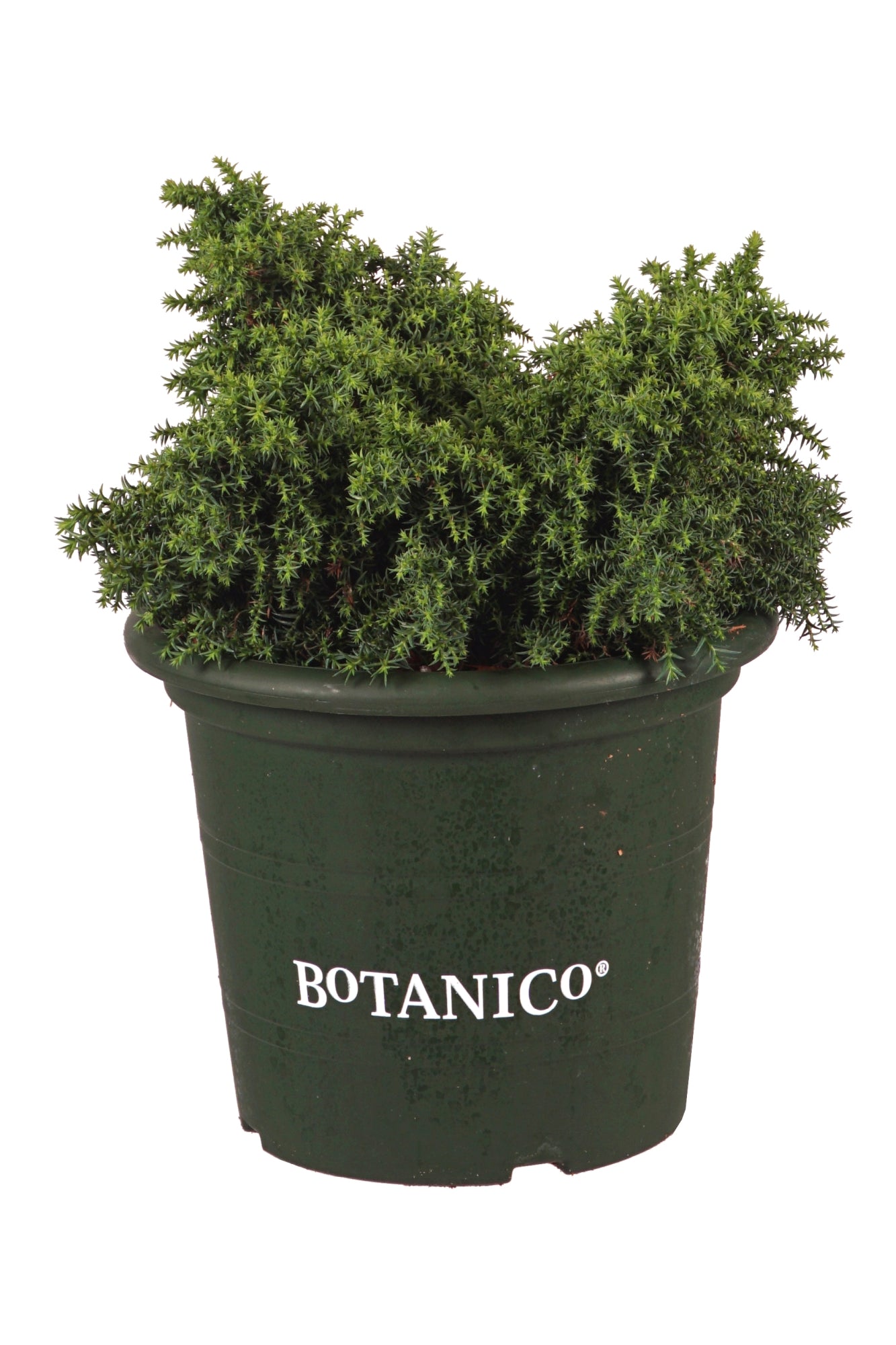 Cryptomeria j. &