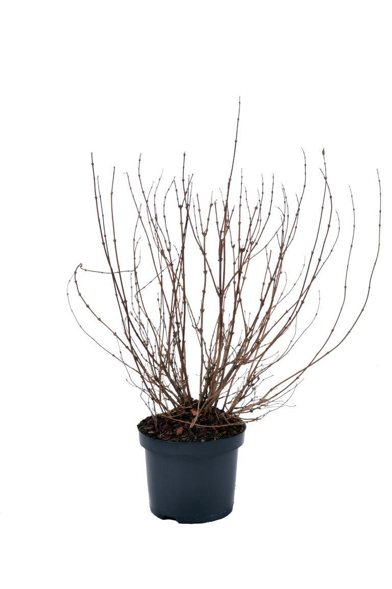 Deutzia gracilis - C5/P23 40-50 CM