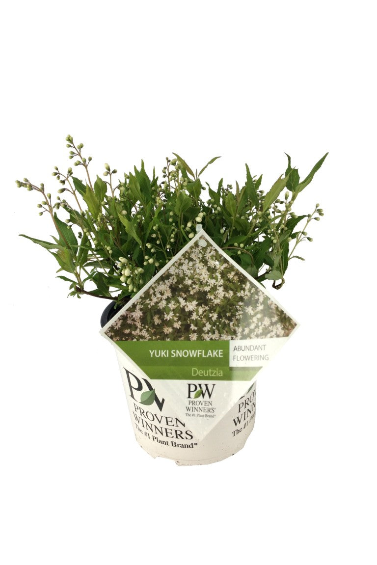 Deutzia &