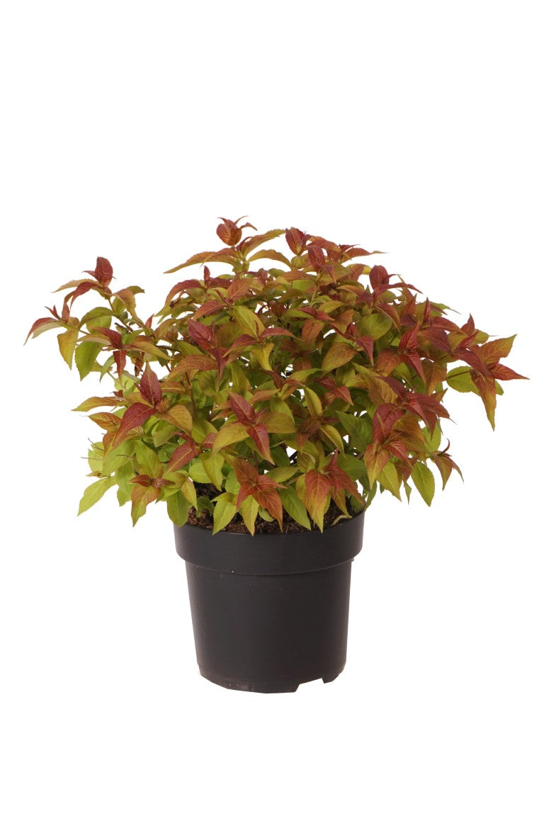 Getved sessilifolia - C5/P23 30-40 CM