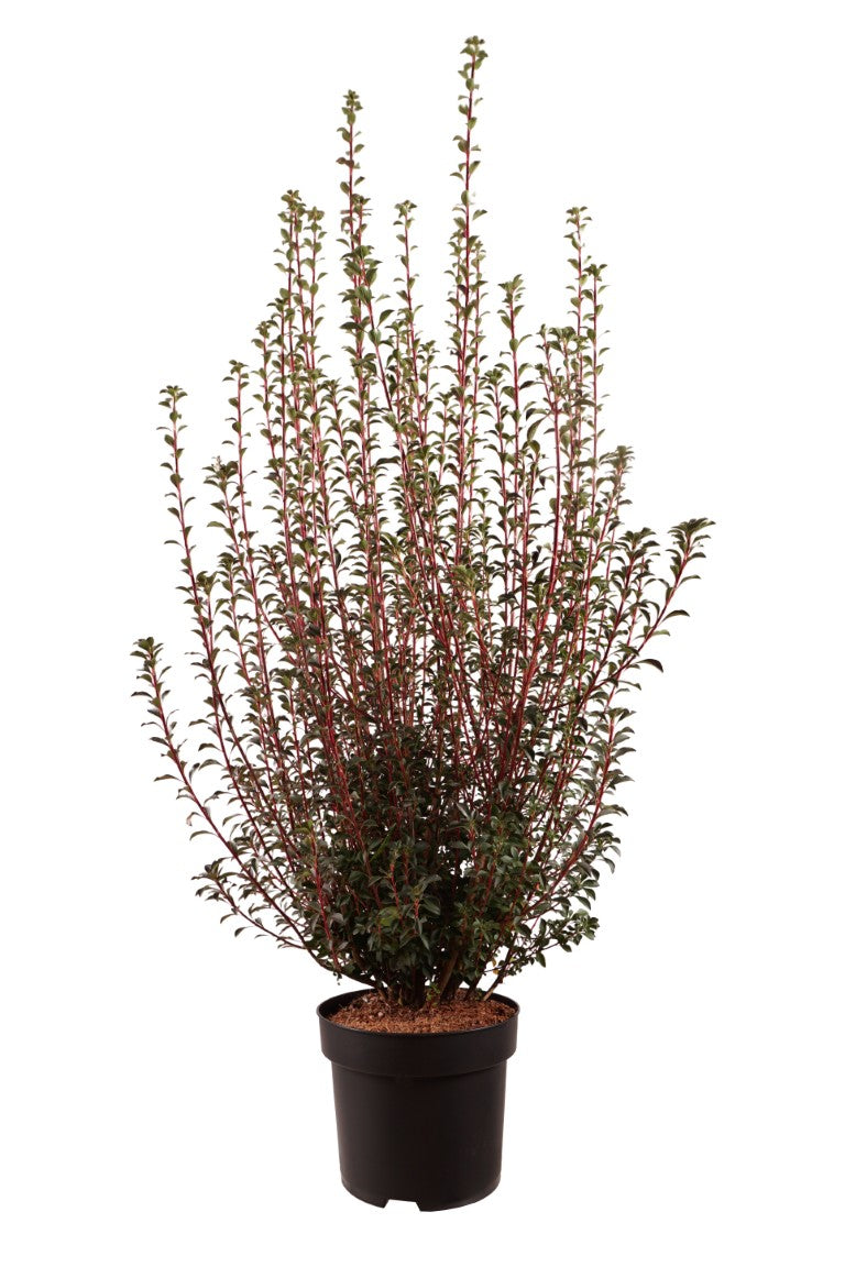 Klockbuske campanulatus - C10 80-100 CM